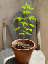 Load image into Gallery viewer, The Original PetPot (tm)