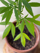 Load image into Gallery viewer, The Original PetPot (tm)