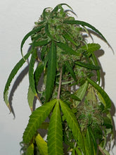 Load image into Gallery viewer, The Original PetPot (tm)