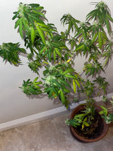 Load image into Gallery viewer, The Original PetPot (tm)