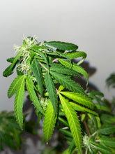 Load image into Gallery viewer, The Original PetPot (tm)