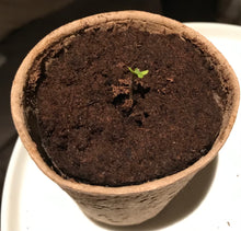 Load image into Gallery viewer, The Original PetPot (tm)