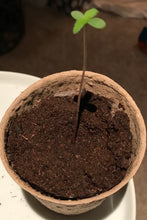 Load image into Gallery viewer, The Original PetPot (tm)